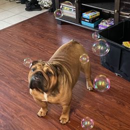 Allana - Bulldog