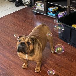 Allana - Bulldog