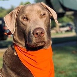 Labrador Retrievers from Junction Labradors