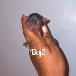 Boy 2 - Blue and gold male Yorkshire Terrier puppy in Louisburg, North Carolina from Nell’s Adorable Yorkshire’s