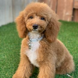 Dobbie - Goldendoodle