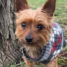 Maple - Yorkshire Terrier