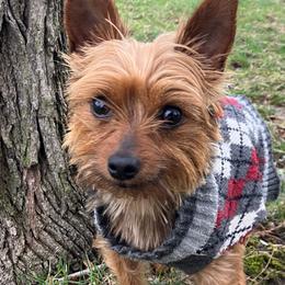 Maple - Yorkshire Terrier