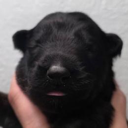 Turquoise - Sable male German Shepherd puppy in Oscoda, Michigan from Sstar