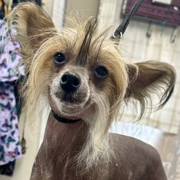 Ella - Sable female Chinese Crested puppy in Rockvale, Tennessee from Cosmic Chinese Cresteds & Wind-Echo Poodles