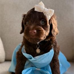 Mint Collar - Chocolate female Goldendoodle puppy in Blanchard, Oklahoma from Dream Doodles by Dondi