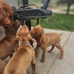 Vizsla Puppies from Driftless Vizslas