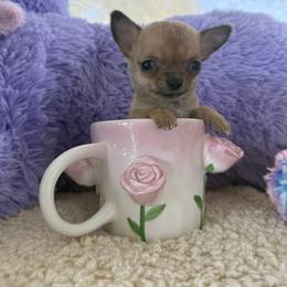 Mini Boy 5000 - Chocolate sabled fawn male Chihuahua puppy in Miami, Florida from Natalias Tiny Chihuahuas