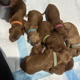 Goldendoodle Puppies from DFW Doodles