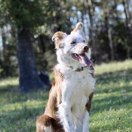 Hassie - Border Collie