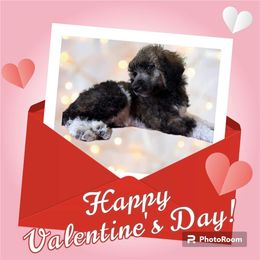 Poodle Puppies from Paddock's Purebred Poodles