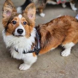 American Corgi and Pembroke Welsh Corgi All Grown Up from Cantu Corgis