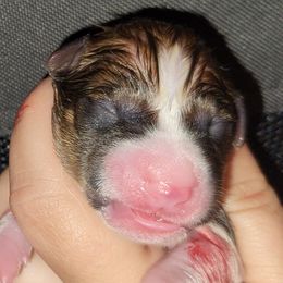 Leia - Red and white female Basenji puppy in San Diego, California from Triforce Basenjis
