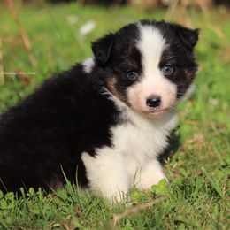 Btm8 - Black tri-color male Australian Shepherd puppy in Chehalis, Washington from Wandering Acres Ranch