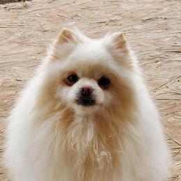 Pomeranians from Whitepine Pomeranians