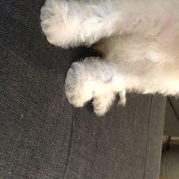 Cavalier King Charles Spaniel and Cavapoo Puppies from VITPOM PUPPIES