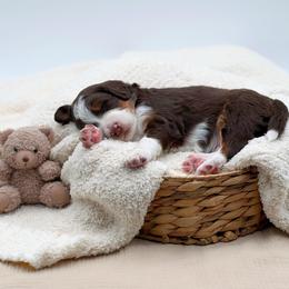 Yogi Bear - Red tri-color male Aussiedoodle puppy in Manteca, California from Silva Ranch Doodles