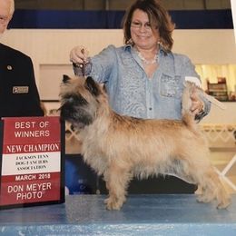 Mercy - Cairn Terrier