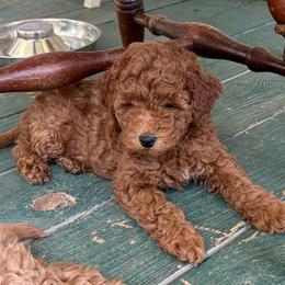 Zeke - Red  male Goldendoodle puppy in Lillington, North Carolina from Peace, Love, and Puppies at the Creek