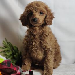 Coton de Tulear and Poodle Puppies from Legacy Pets