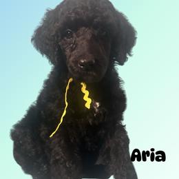 Aria - Black female Poodle puppy in Baltimore, Maryland from Steinrock’s Standards