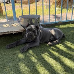 Cane Corso Puppies from Campo Cane Corso