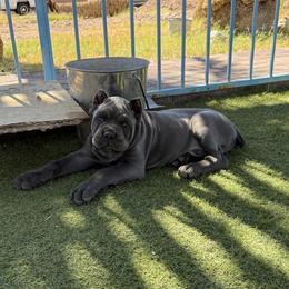 Cane Corso Puppies from Campo Cane Corso