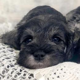 Diva - Salt and pepper female Miniature Schnauzer puppy in Atlanta, Georgia from Axcium Miniature Schnauzers
