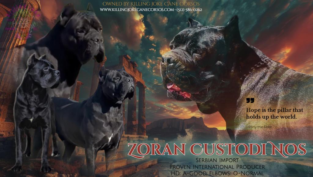 Zoran