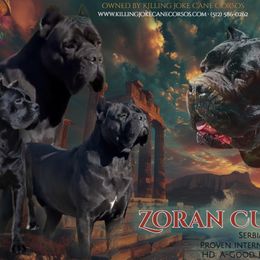 Zoran - Cane Corso