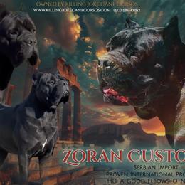 Zoran - Cane Corso