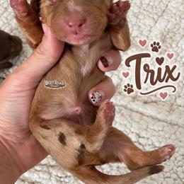 Trix - Dapple female Dachshund puppy in O'donnell, Texas from Dirt Road Doxies