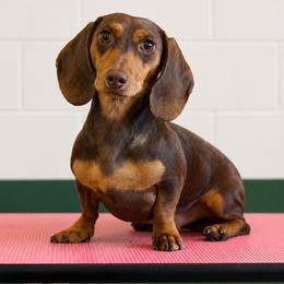 Winston - Dachshund