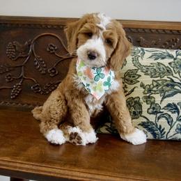 Tux - Guardian Home Opportunity South Florida Only - Parti male Goldendoodle puppy in Davie, Florida from Miami Mini Doodles