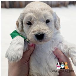 Lobo - Cream male Goldendoodle puppy in Jeddo, Michigan from Apple Creek Doodles