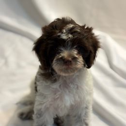 Chocolate chip - Brown male Cavapoo puppy in Eagle Mountain, Utah from Liberty Farms Puppies
