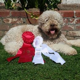 Johan - Lagotto Romagnolo