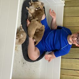 Australian Labradoodle Puppies from Salona Australian Labradoodles