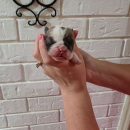 Girl 1 - Fawn and white Bulldog puppy in Texas from Jones Boxers & Bulldogs