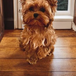 Rose - Yorkshire Terrier