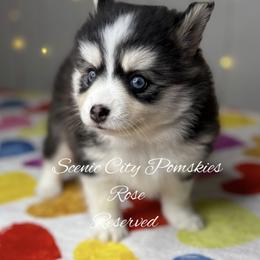 Rose - Black and white female Pomsky puppy in Rossville, Georgia from Scenic City Pomskies