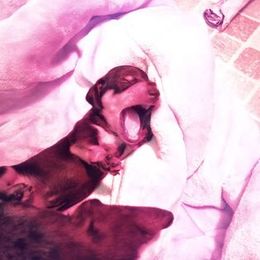 Dachshund Puppies from White River Valley Kennel