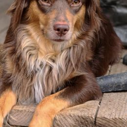 Australian Shepherds, Miniature Australian Shepherds, and Toy Australian Shepherds from Within The Nile Aussies LLC