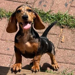 Shiloh - Dapple female Dachshund puppy in Industry, Illinois from KDKs Kennels
