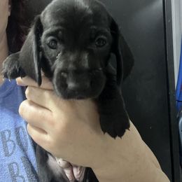 Sophia-Girl 1 - Black female Dachshund puppy in Bigfork, Minnesota from Dachshunds Up North