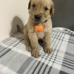 Golden Retriever and Poodle Puppies from Tori’s Golden Retrievers and Poodles