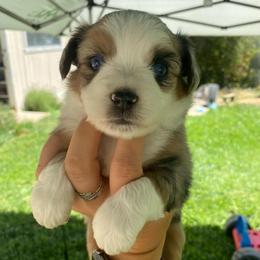 Cookies 'n Cream - Blue merle female Miniature Australian Shepherd puppy in Sonora, California from Quarle Ranch Mini Aussies