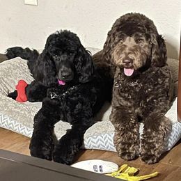 Kovu - Goldendoodle