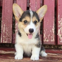 Dakota - Black and tan female Pembroke Welsh Corgi puppy in Anton, Texas from X Bar's Lil Legs of Texas