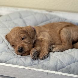 Double Doodle, Goldendoodle, Labradoodle, and Poodle Puppies from Amore Doodles & Poodles